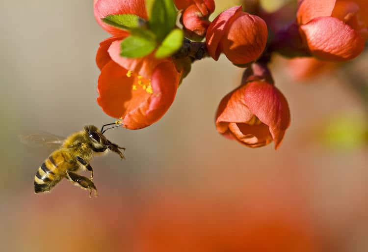morgan-freeman-dons-beekeeping-gear-to-transform-his-124-acre-land-into-a-buzzing