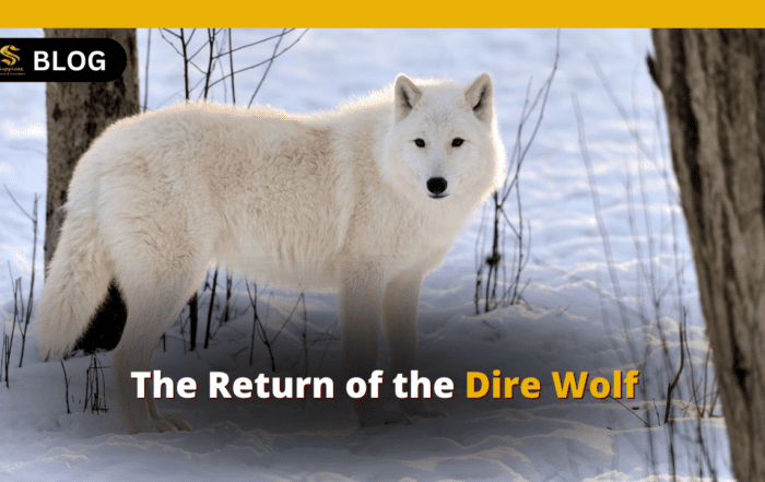 Dire Wolf Revival